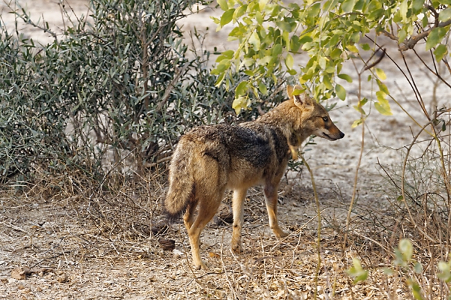 Keoladeo national park-016